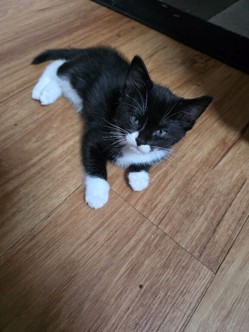 Ragdoll mixed breed.