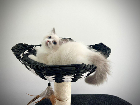 Beautiful Blue Bicolor Ragdoll - Loving, Playful & Full of Personality