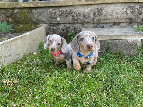 Females and males miniature dachshunds