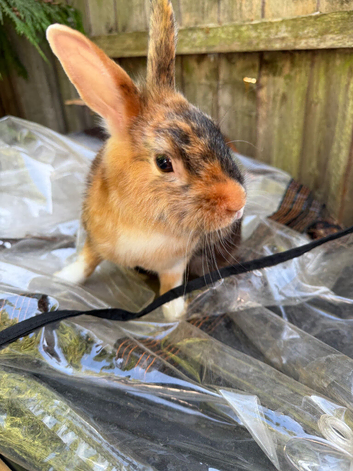 1year old Rabbit - Theodore