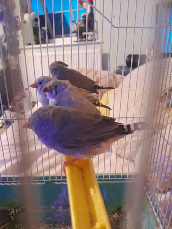 Finches
