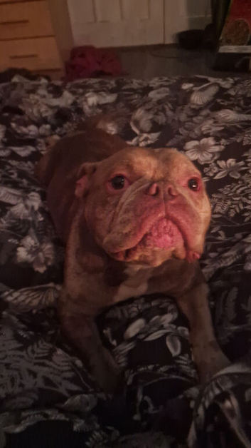 3yr old male