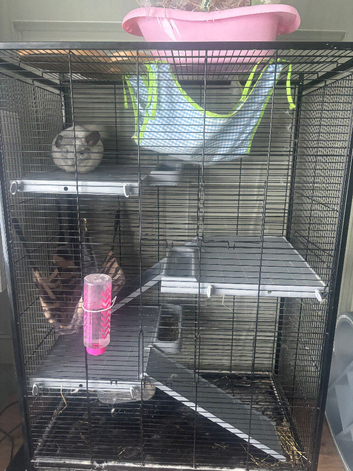 Two chinchillas with cage for sale female and male