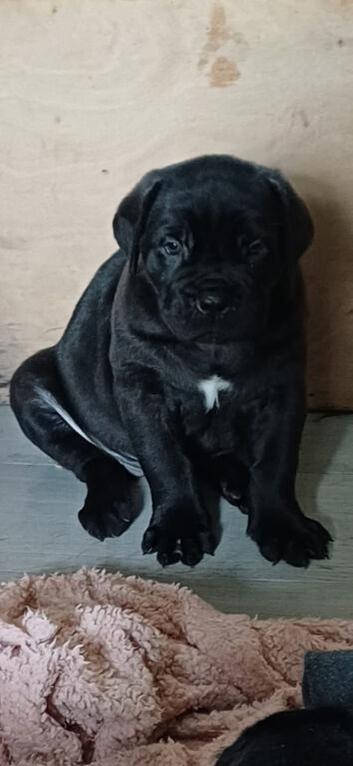 Cane corso girl