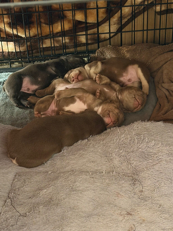 Puppy&rsquo;s