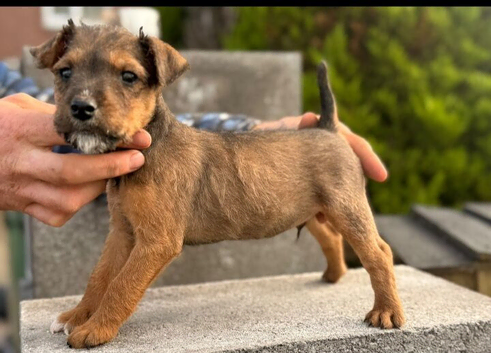 Lakeland terrier