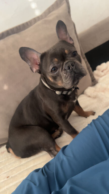 French bulldog