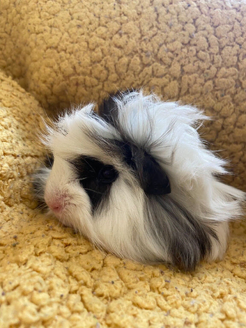 Baby Guinea Pigs in Camborne