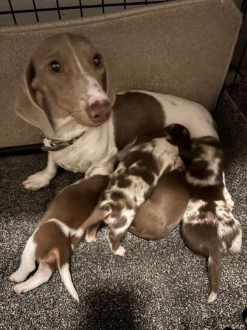 Long haired dachshund puppies