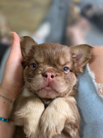 KC Full fluffy frenchie puppies