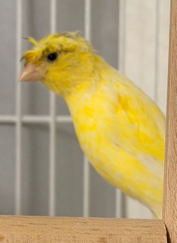 Fringe Canary