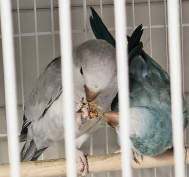 I have a bonded proven pair of Quaker parrot