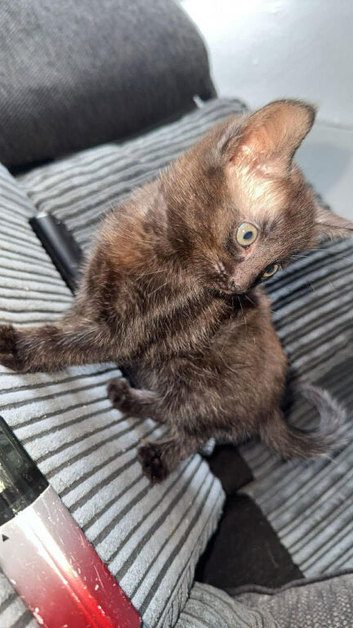 Last kitten to go. 8 weeks and available immediately. Collection or delivery.