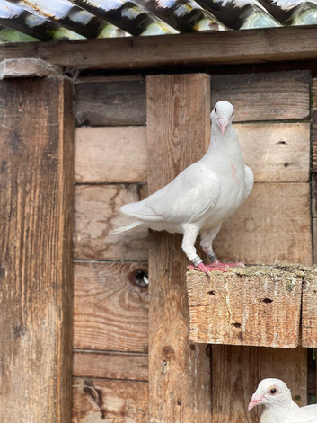 PURE WHITE RACING PIGEON