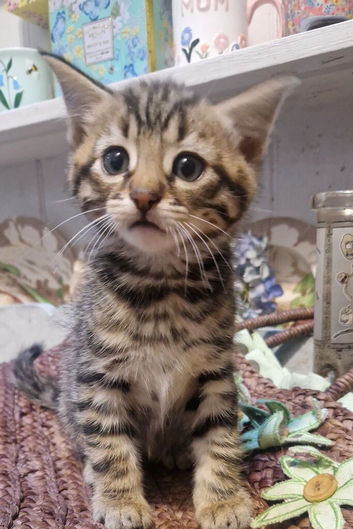 Gorgeous kittens available. Bengal cross
