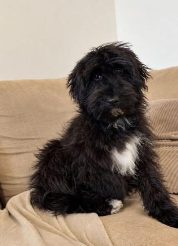 Aussiedoodle 4 months old F1 Health Tested Parents