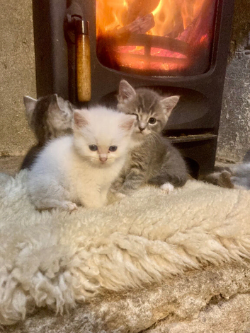BEAUTIFUL Ragdoll X kittens