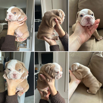 Stunning English bulldogs