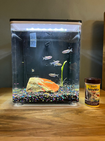Superfish Home 8 setup with 6 x Blue Emperor Tetras