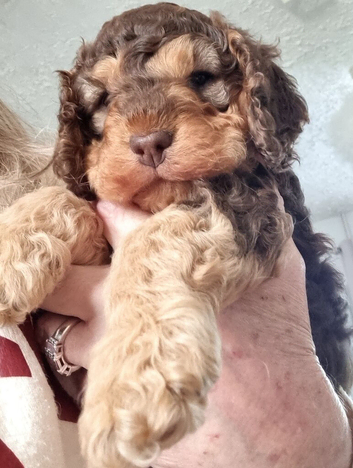 F2 Cockapoo