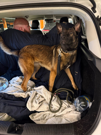 Belgian malinois