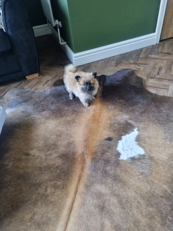 Adorable Pomeraniums