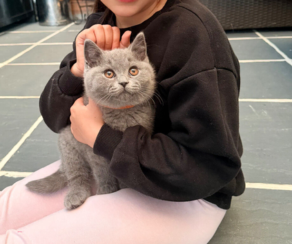 ONLY ONE BOY AVAILABLE-GCCF British Shorthair Blue Kittens