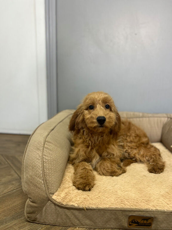 Lilac beautiful litter of cockapoo girls