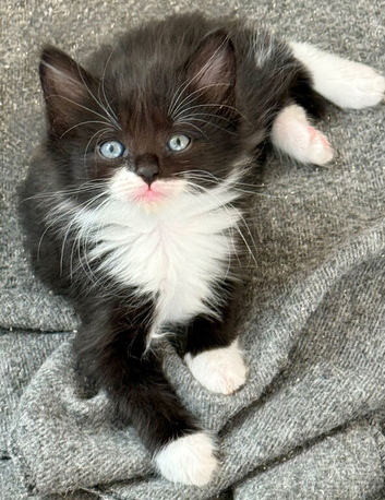Pedigree Siberian Kittens 2 left!