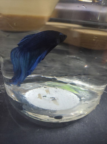 Blue male betta