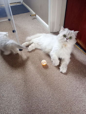 1 Girl Left - Rare Persian Kitten