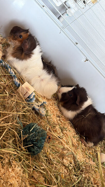 Bob & Marley
