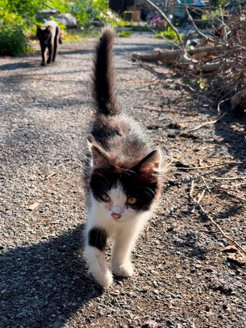 Female kitten for sale