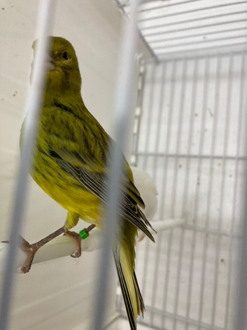Fife canary just starting to sing