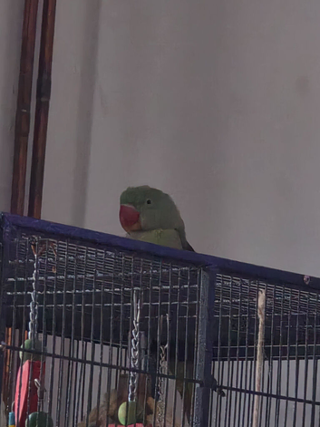 Female alexandrine