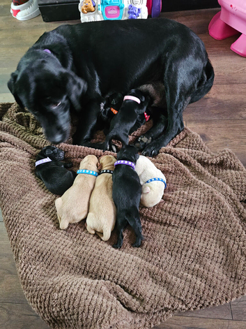 Labrador