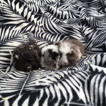 Baby Fluffy Guinea Pigs