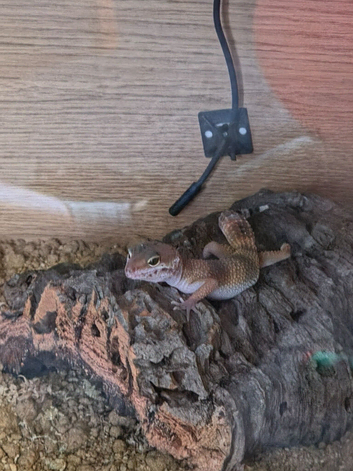 Beautiful leopard gecko