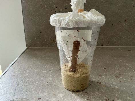 NEW fruit fly culture