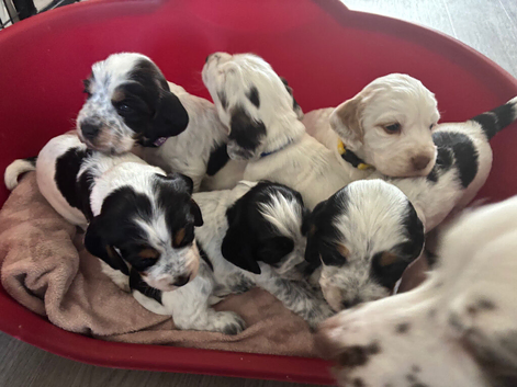 6 beautiful sprocker cross puppy's for sale