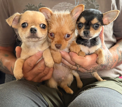 Chorkie pups