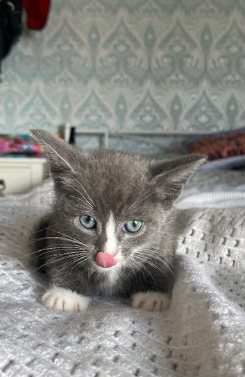 Gorgeous grey and white kitten