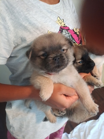 Puppies sale out this world
