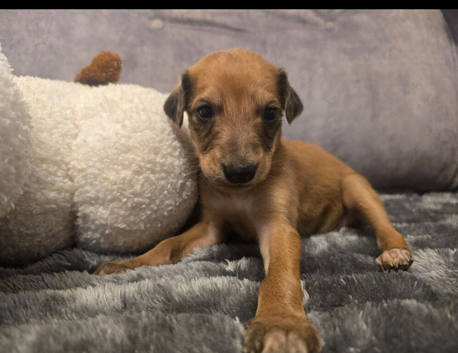 Lurcher pups