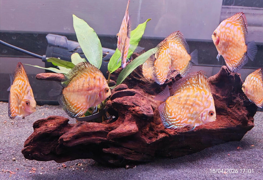Yellow Checkerboard Discuss -&pound;25 each