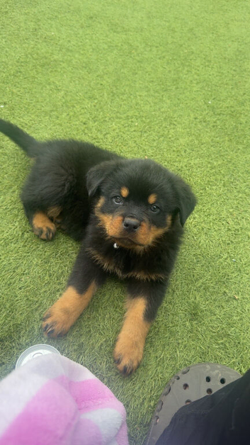 Rottweiler