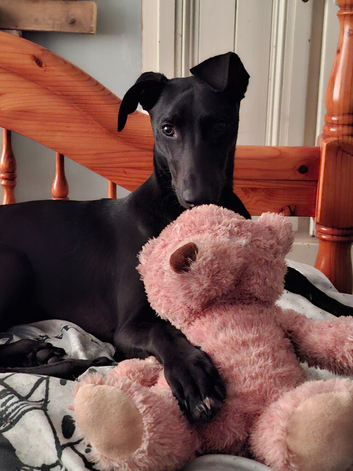 Italian Greyhound x Saluki Lurcher