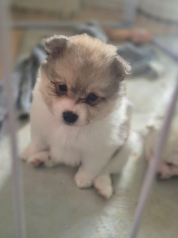 5 gorgeous pomeranian 4 sale