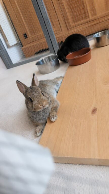 Beautiful Netherland dwarf bunnies