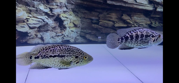 Jaguar fish